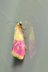 Cochylis rosaria