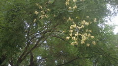 Styphnolobium japonicum