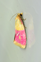 Cochylis rosaria