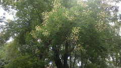 Styphnolobium japonicum