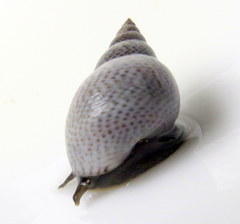 Littoraria pintado