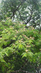 Albizia chinensis