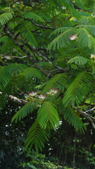 Albizia chinensis