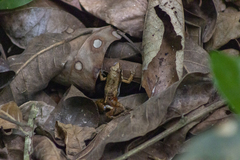 Physalaemus cuvieri