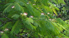 Albizia chinensis