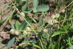 Trachyandra gerrardii