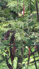Albizia chinensis