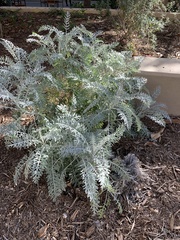 Centaurea gymnocarpa