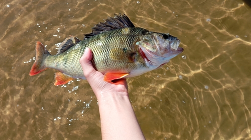 Perca fluviatilis