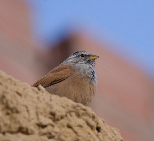 House Bunting