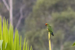 Aratinga auricapillus
