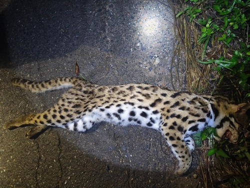 Mainland Leopard Cat