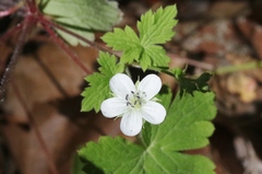 Geranium wislizeni
