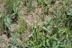 Trachyandra gerrardii