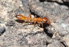 Pseudomyrmex apache