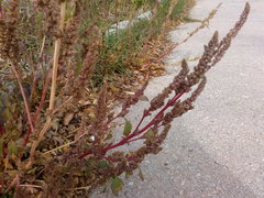 Amaranthus retroflexus