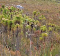 Ursinia caledonica