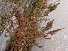 Amaranthus retroflexus