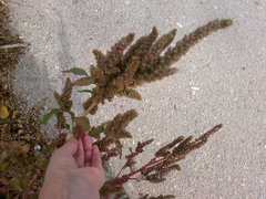 Amaranthus retroflexus