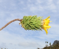 Ursinia caledonica