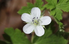 Geranium wislizeni