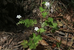 Geranium wislizeni