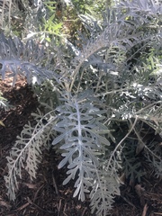 Centaurea gymnocarpa