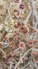 Salsoleae