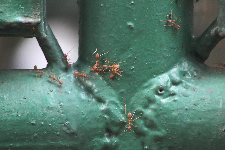 Oecophylla smaragdina gracilior