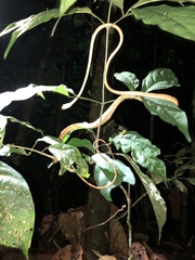 Imantodes lentiferus