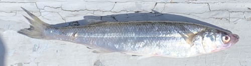 Maule silverside (Odontesthes mauleanum) — Atherinopsidae — 5