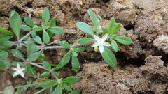 Glinus oppositifolius