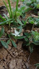 Glinus oppositifolius