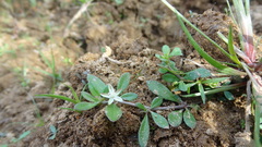 Glinus oppositifolius