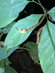 Imantodes lentiferus