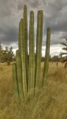 Lophocereus marginatus