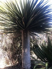 Dracaena cinnabari