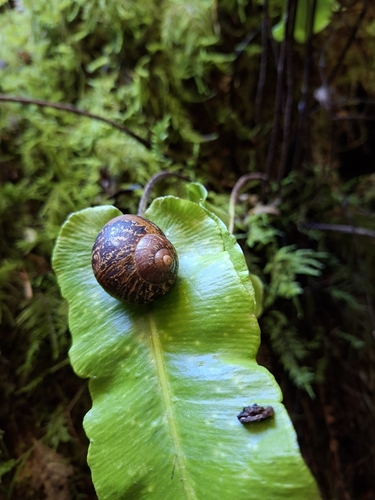 Cornu aspersum