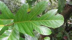 Artocarpus hirsutus