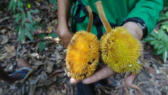 Artocarpus hirsutus