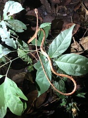 Imantodes lentiferus