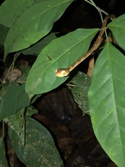 Imantodes lentiferus