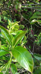 Ardisia solanacea