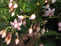 Ardisia solanacea