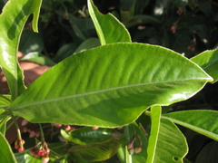 Ardisia solanacea