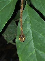 Imantodes lentiferus