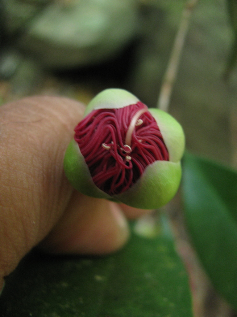 Syzygium laetum