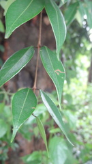 Syzygium zeylanicum