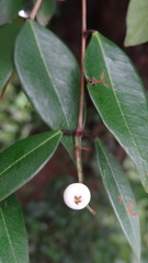 Syzygium zeylanicum