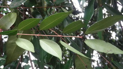 Syzygium zeylanicum